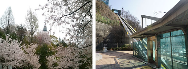 <벚꽃이 만개한 ‘N 서울타워’ / 짧고 굵은 남산 오르미, 엘리베이터처럼 이용>